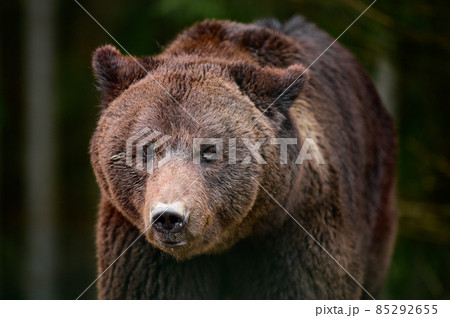 A large brown bear walks through the woods in search of food after hibernation. A large brown bear walks through the woods in search of food after hibernation. 85292655