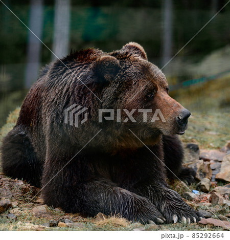 Brown bear of Synevyr glade of Zakarpattia region in Ukraine. Brown bear of Synevyr glade of Zakarpattia region in Ukraine. 85292664