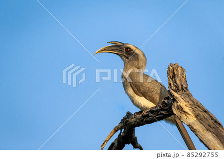 indian grey hornbill or Ocyceros birostris portrait perched at keoladeo national park or bharatpur bird sanctuary rajasthan india indian grey hornbill or Ocyceros birostris portrait perched at keoladeo national park or bharatpur bird sanctuary rajasthan india 85292755