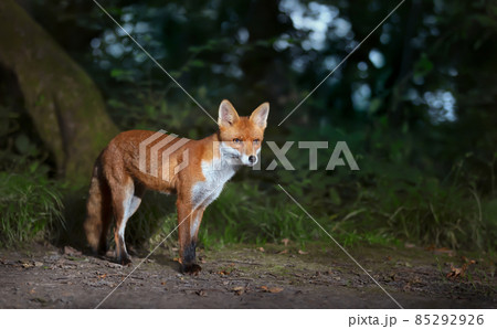 Close up of a Red fox cub in forest 85292926