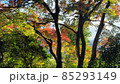 林の中から愛でる紅葉・少しづつ色づく木々・過ぎ行く秋・日本の秋・林 85293149