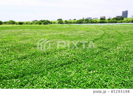 轍の残る初夏のシロツメクサ咲く江戸川河川敷風景 轍の残る初夏のシロツメクサ咲く江戸川河川敷風景 85293198
