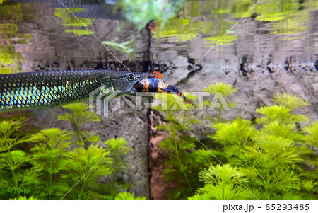 Pike Ctenolucius hujeta hunts small fish. Hujeta Gar Fish swims under the surface of the water. Pike Ctenolucius hujeta hunts small fish. Hujeta Gar Fish swims under the surface of the water. 85293485