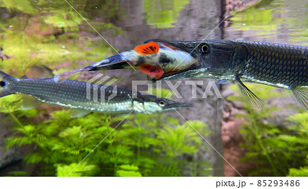 Pike Ctenolucius hujeta hunts small fish. Hujeta Gar Fish swims under the surface of the water.  85293486