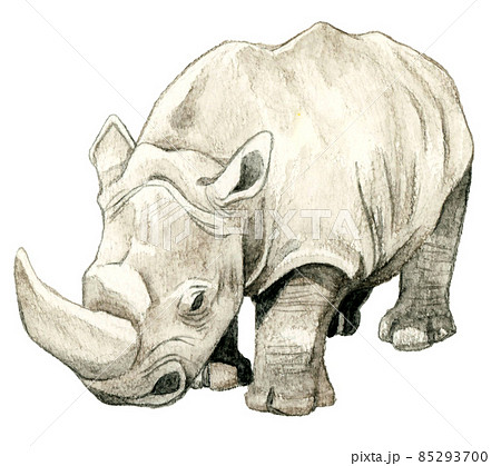Walking White Rhino Drawing Watercolor Stock Illustration