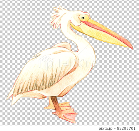 側身鵜鶘手繪水彩插畫素材 85293701