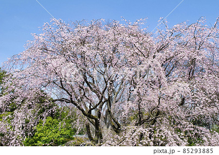 東京都 六義園(りくぎえん) しだれ桜 東京都 六義園(りくぎえん) しだれ桜 85293885