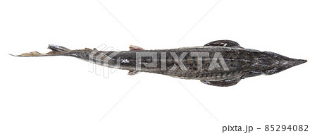 top view of fresh sturgeon fish isolated on white top view of fresh sturgeon fish isolated on white 85294082