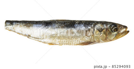 single smoked pacific sardine isolated on white 85294093