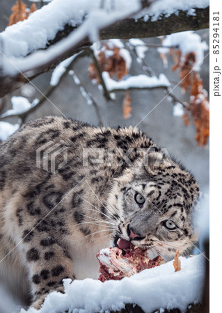 Snow leopard eats food on the snow Snow leopard eats food on the snow 85294181