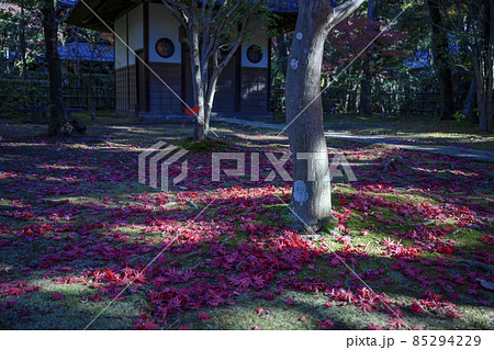 趣ある落葉の庭園と戴渓堂　平林寺　埼玉県新座市 85294229