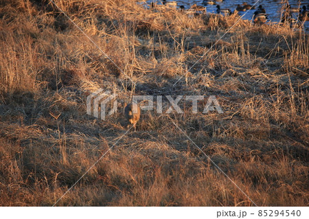 野生動物 野鳥 風景 85294540