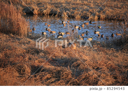 野生動物 野鳥 風景 85294543