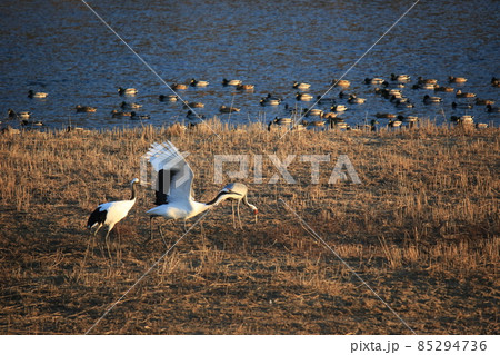 動物 美しい つる 85294736