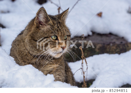 European Wild Cat (Felis silvestris) European Wild Cat (Felis silvestris) 85294851