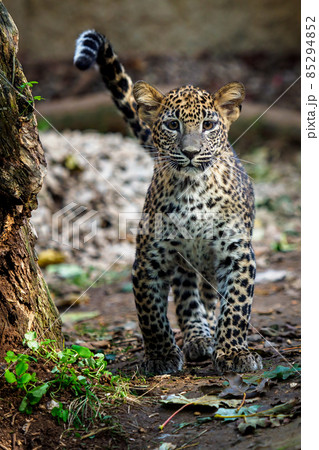 Leopard cub, Panthera pardus kotiya 85294852