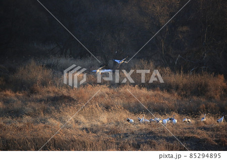 動物 野鳥 屋外 85294895