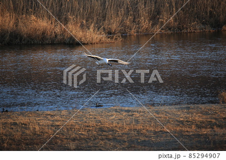 動物 野鳥 屋外 85294907