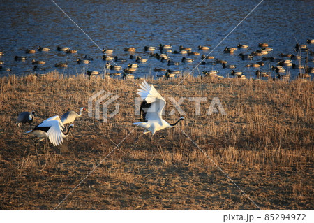 動物 野鳥 屋外 85294972