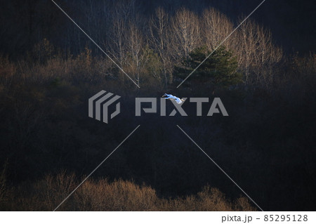 水鳥 動物 野鳥 85295128