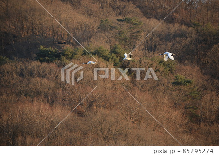 野鳥 屋外 群れ 85295274