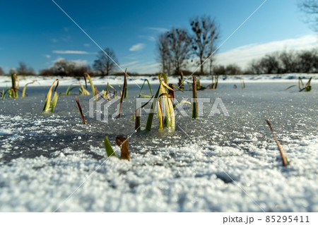 Grasses in a frozen pond, trees on the horizon 85295411
