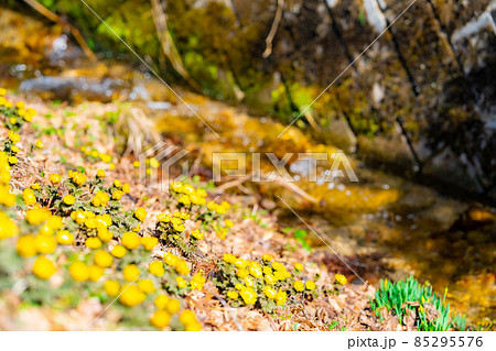 春を告げる花福寿草【長野県】 85295576