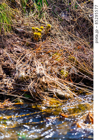 春を告げる花福寿草【長野県】 春を告げる花福寿草【長野県】 85295577