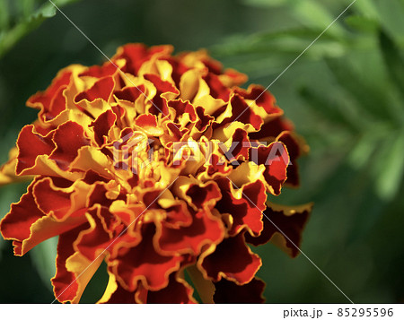 Marigold flower, macro photo. A single flower with bright petals photographed in close-up. 85295596