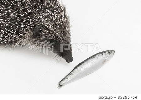 Hedgehog prickly animal of wild nature mammal eats fish on a white background 85295754