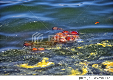 【神奈川】横須賀 うみかぜ公園周辺にいた赤クラゲ 【神奈川】横須賀 うみかぜ公園周辺にいた赤クラゲ 85296142