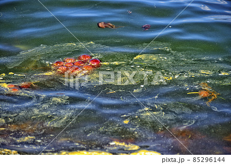 【神奈川】横須賀　うみかぜ公園周辺にいた赤クラゲ 85296144