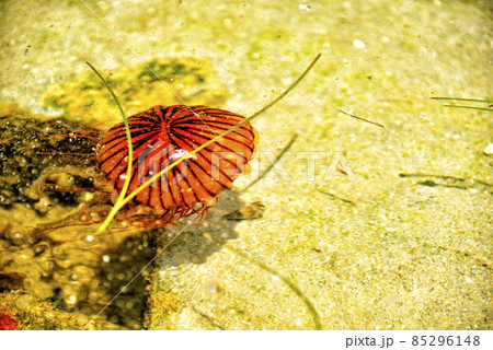 【神奈川】横須賀　うみかぜ公園周辺にいた赤クラゲ 85296148