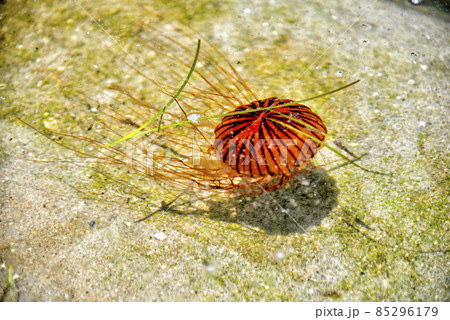 【神奈川】横須賀　うみかぜ公園周辺にいた赤クラゲ 85296179