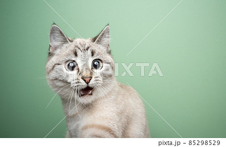 funny cat looking shocked with mouth open funny cat looking shocked with mouth open 85298529