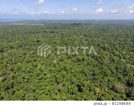 Beautiful drone aerial view of jungle tree tops Amazon primary rainforest on summer sunny day. Concept of conservation, ecology, biodiversity, global warming, co2, environment and climate change. Beautiful drone aerial view of jungle tree tops Amazon primary rainforest on summer sunny day. Concept of conservation, ecology, biodiversity, global warming, co2, environment and climate change. 85298689