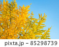 紅葉するイチョウと青空 85298739