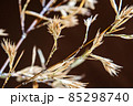 枯れた竹の花 85298740