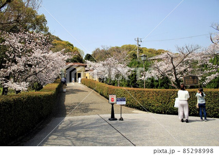 神戸女学院大学と桜 85298998