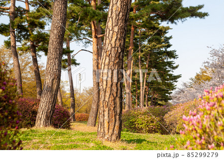 汝矣島公園 公園 松 85299279