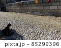 エーゲ海の野良猫、ロドス島　ギリシャ 85299396