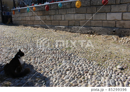 エーゲ海の野良猫、ロドス島　ギリシャ 85299396