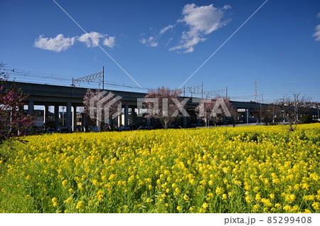 菜の花畑を走る電車 85299408