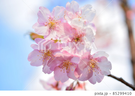 ピンクの桜のアップ 85299410