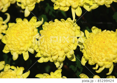 菊 キク 菊の花 85299424