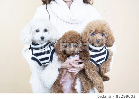 抱っこされた3匹のトイプードルの写真素材