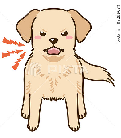 威嚇するラブラドールレトリバー イエロー のイラスト素材