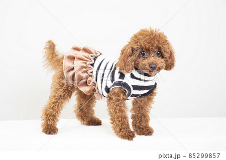 ボーダーの服を着たトイプードル 85299857