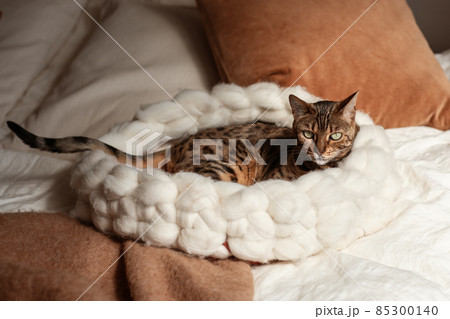 Bengal cat resting in merino wool round pet lounge in creamy and terracotta rust tones. 85300140