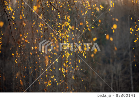 Yellow, orange and red beautiful autumn leaves on trees in autumn forest. Golden sunset and bokeh background 85300141